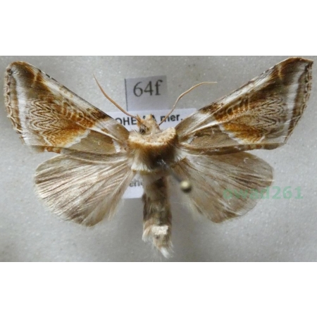 Habrosyne pyritoides (Hufnagel, 1766) Pluszówka agatka Czech64f